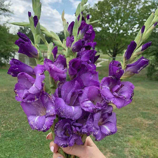 Gladiolus Blue Isle