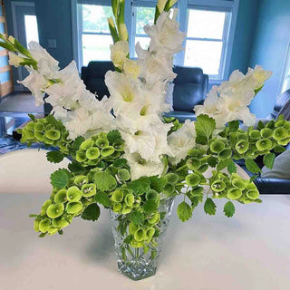 Gladiolus White Prosperity