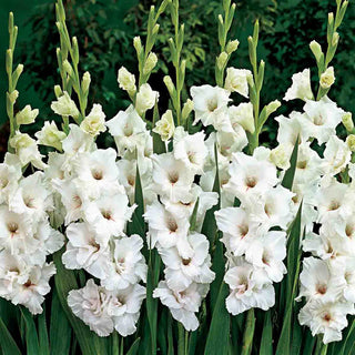 Gladiolus White Prosperity