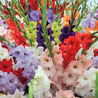 Gladiolus Mixed