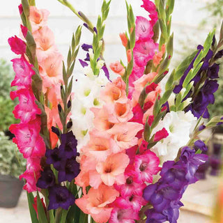 Gladiolus Mixed
