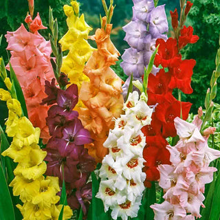 Gladiolus Mixed
