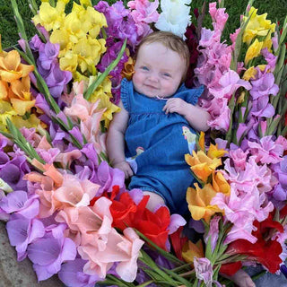 Gladiolus Mixed