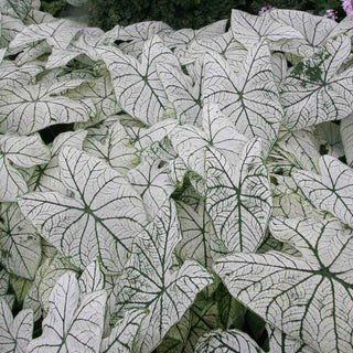 Caladium Candidum