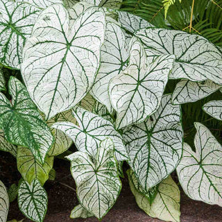 Caladium Candidum