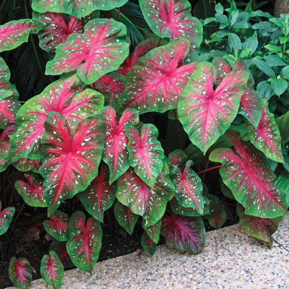 Caladium Red Flash | K. van Bourgondien