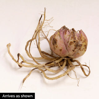 Oriental Lily Brasilia