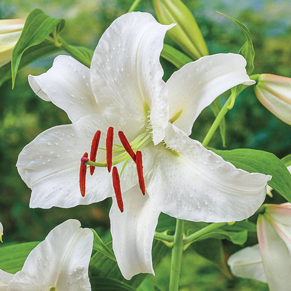 white oriental lily plant Oriental Lily Casa Blanca