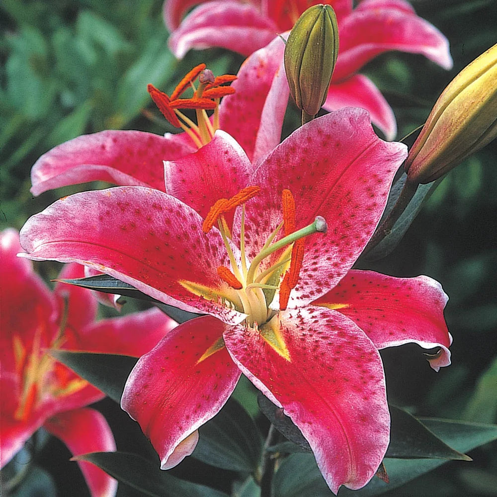 star lilies white Oriental Lily Star Gazer