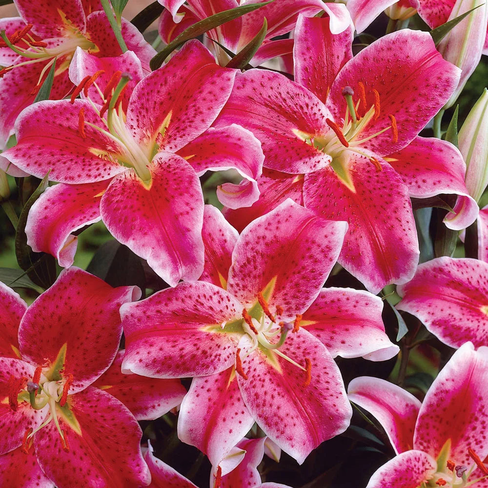 red star lily flower Star Gazer Oriental Lily Bulbs