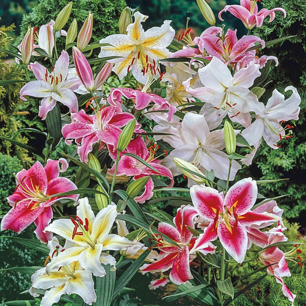 pink asiatic lily bulbs Oriental Lily Mix