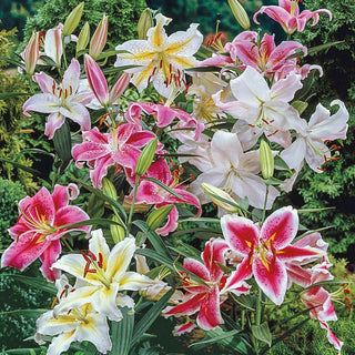 Oriental Lily Mix