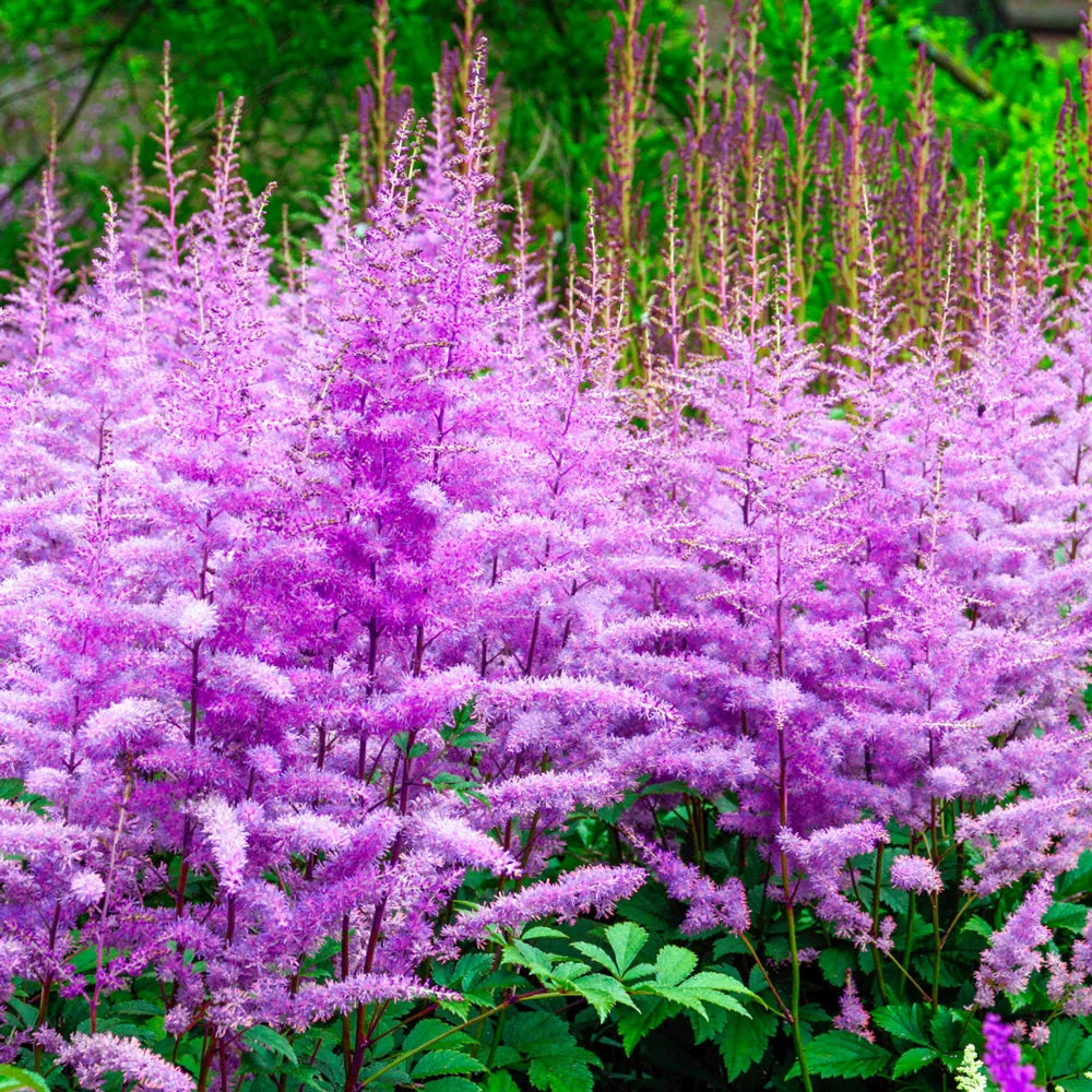 lavender astilbe plant Astilbe Amethyst