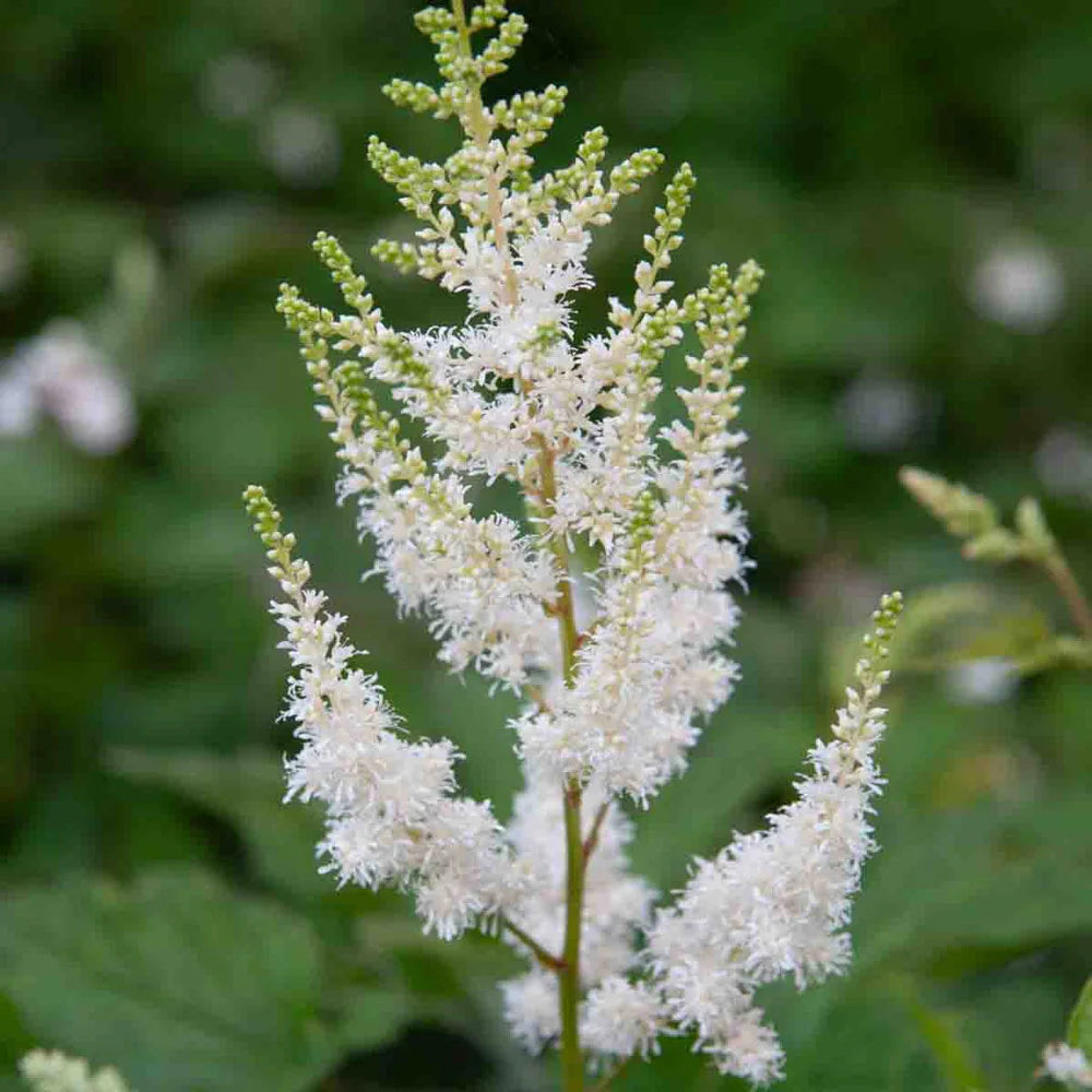 astilbe flower seeds White Astilbe Diamond
