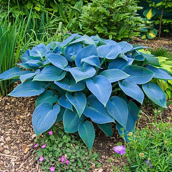 blue hosta plant indoor Shop for Hosta Halcyon