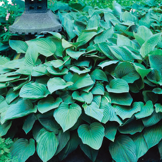 Hosta Hyacinthina