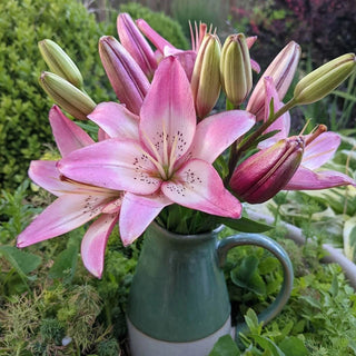 Asiatic Lily Rosella's Dream