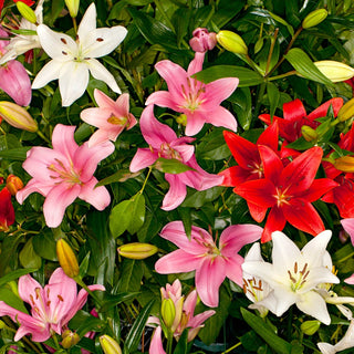 Asiatic Lily Mixed