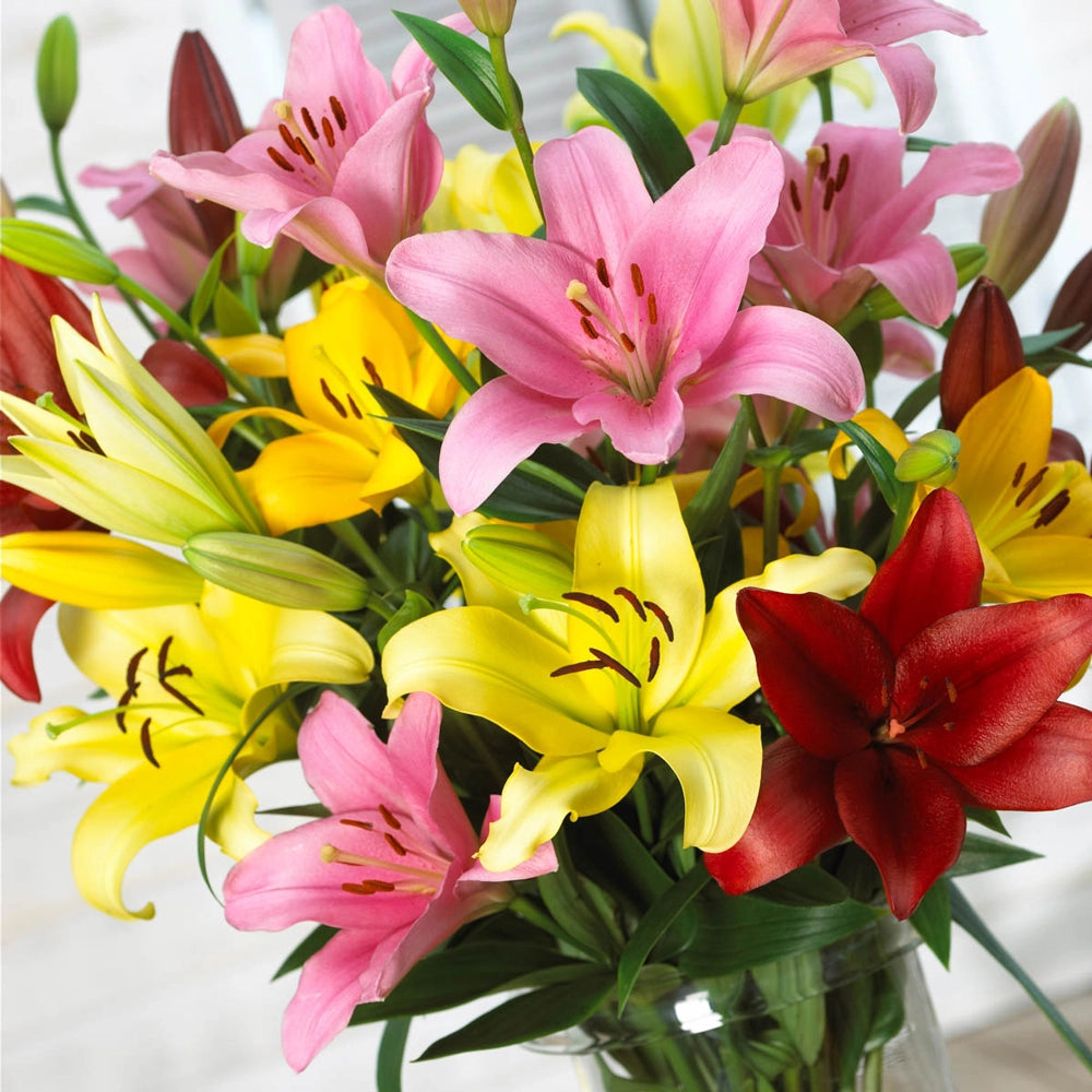 mixed asiatic lilies Asiatic Lily Mixed