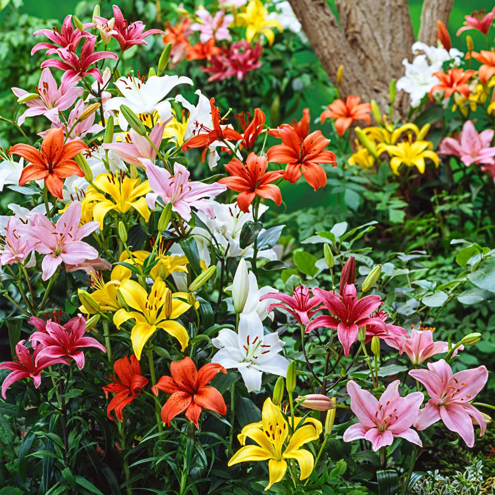 green asiatic lilies Asiatic Lily Mixed