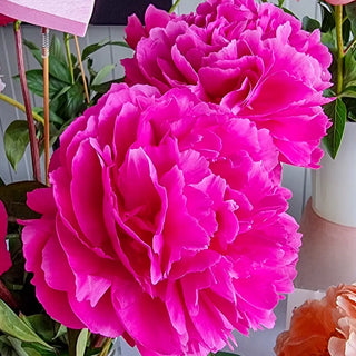 Double Peony Deep Pink