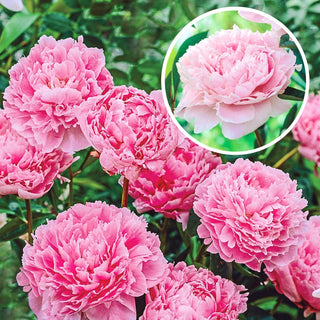 Double Peony Light Pink