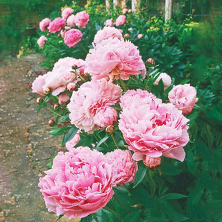 Double Peony Light Pink