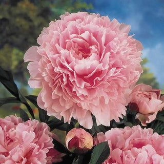 Double Peony Light Pink