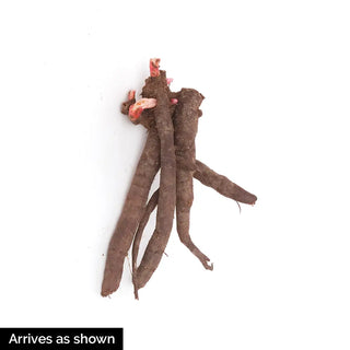 Double Peony Light Pink