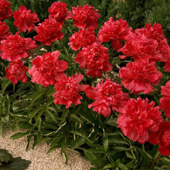 Red Double Peonies for Sale