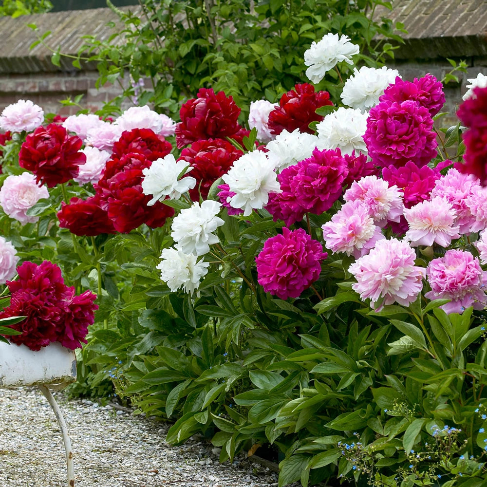 peony plants in pots for sale Mixed Double Peonies for Sale