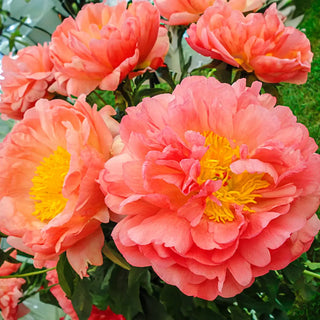 Peony Coral Sunset