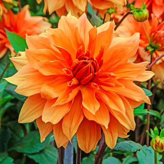 Giant Dinnerplate Dahlia Babylon Bronze