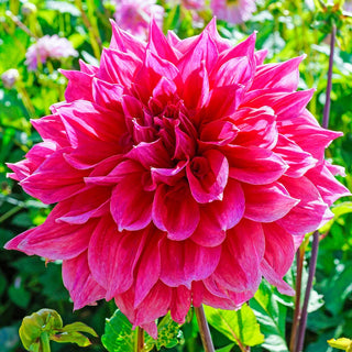 Giant Dinnerplate Dahlia Emory Paul