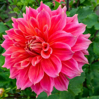 Giant Dinnerplate Dahlia Emory Paul