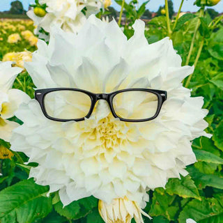 Giant Dinnerplate Dahlia Fleurel