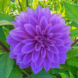 Giant Dinnerplate Dahlia Lilac Time