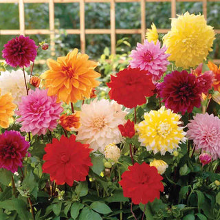 Giant Dinnerplate Dahlia Mix