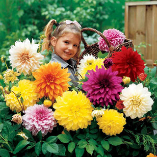 Giant Dinnerplate Dahlia Mix