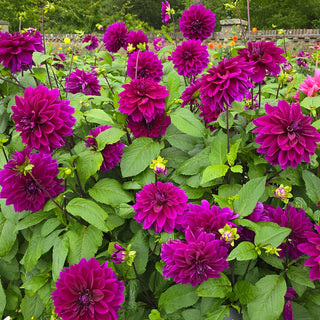 Colorful Decorative Dahlia Thomas Edison