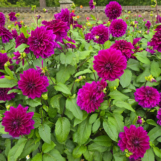 Colorful Decorative Dahlia Thomas Edison