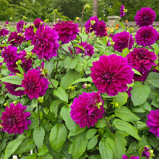 Colorful Decorative Dahlia Thomas Edison