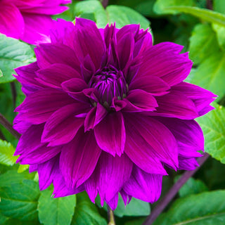 Colorful Decorative Dahlia Thomas Edison