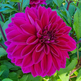 Colorful Decorative Dahlia Thomas Edison