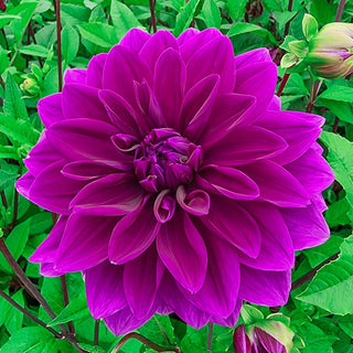 Colorful Decorative Dahlia Thomas Edison