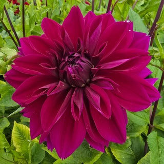 Colorful Decorative Dahlia Thomas Edison