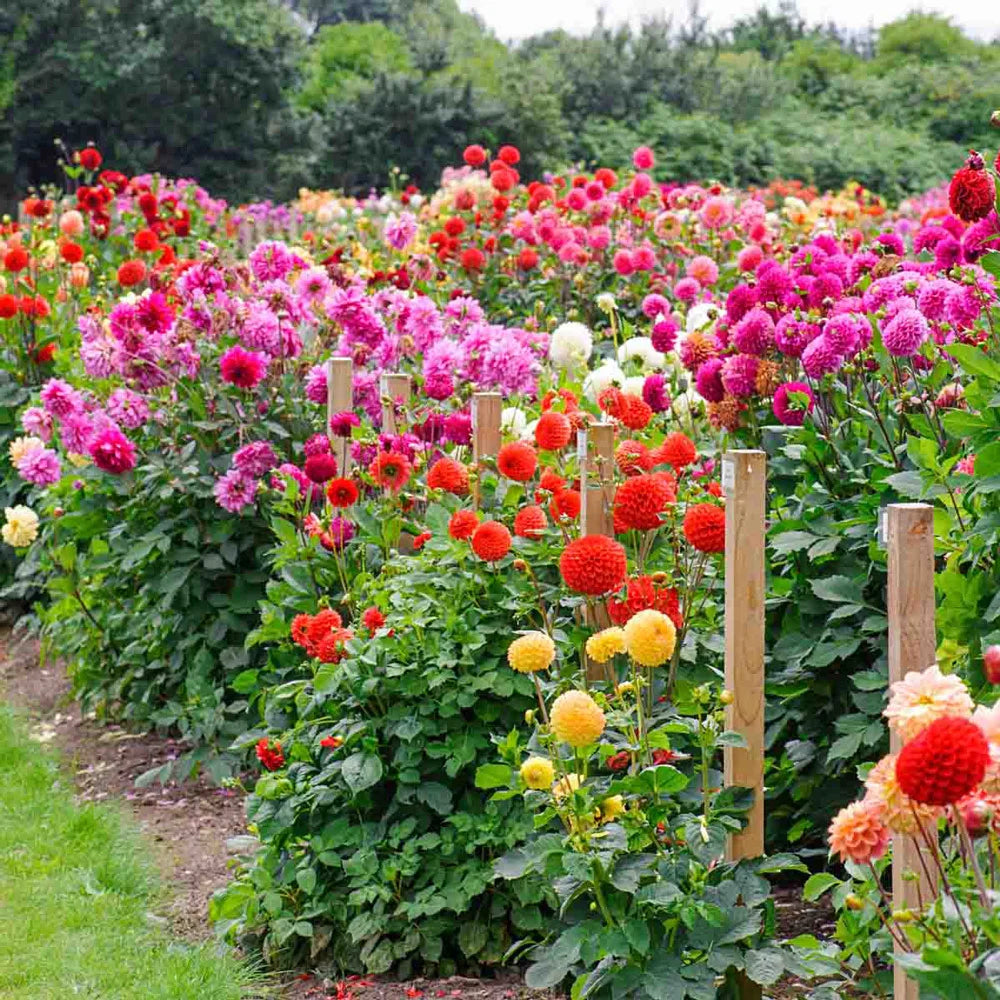 dahlia plant indoor Colorful Decorative Dahlia Mix