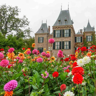 Colorful Decorative Dahlia Mix