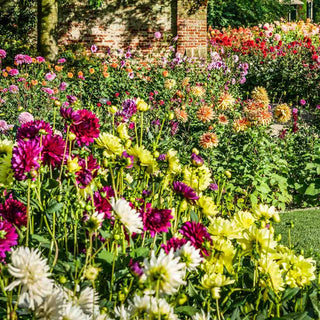 Colorful Decorative Dahlia Mix