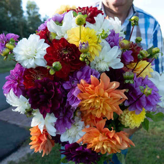Colorful Decorative Dahlia Mix